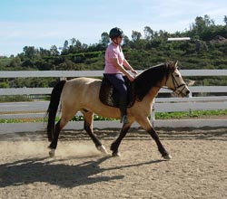 Training with Cosmo